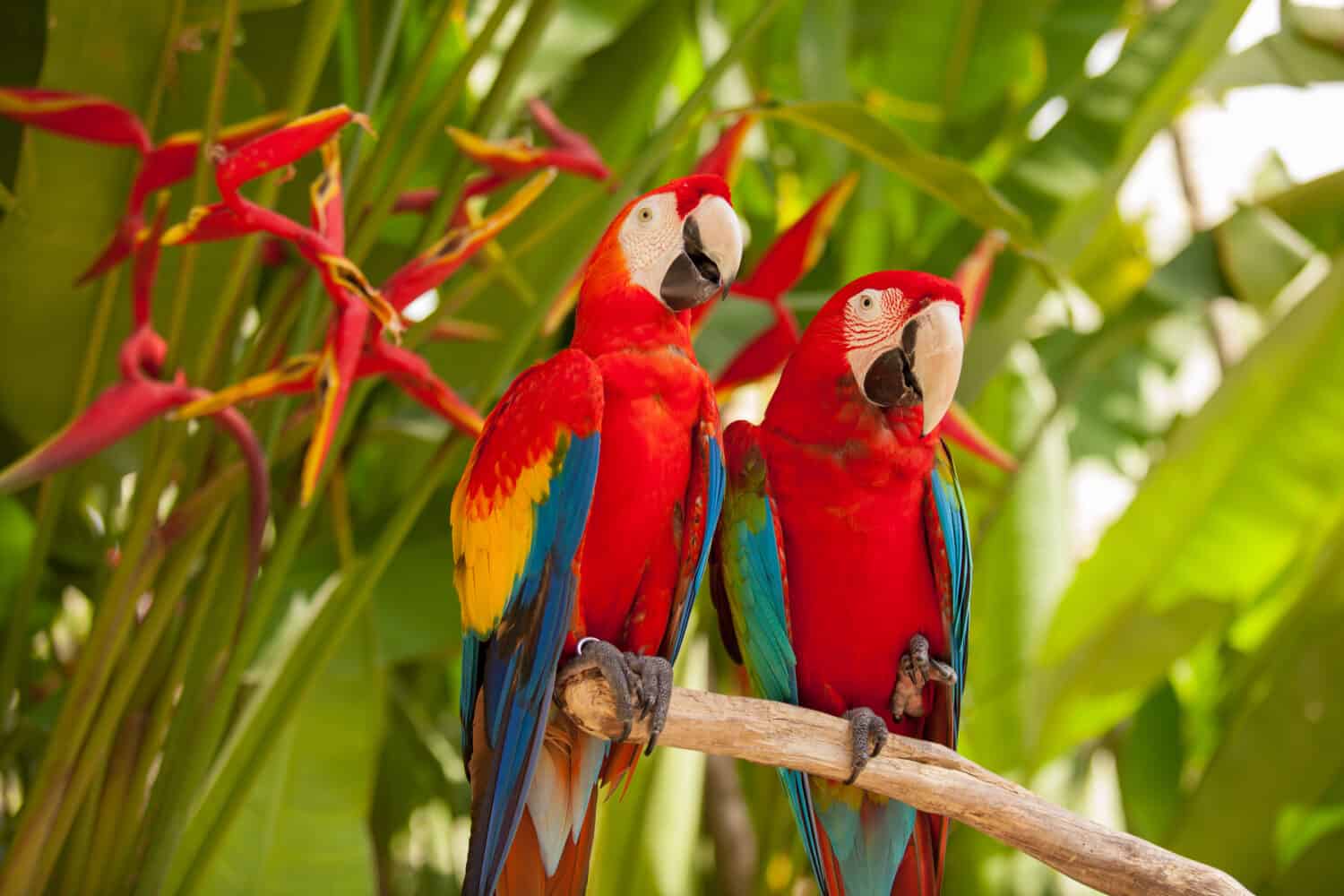 Scarlet macaw parrots on the tree
