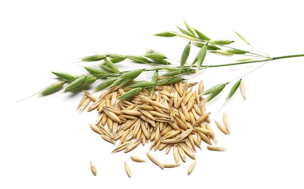 Yellow ripe unpeeled oats and green young oats isolated on white background