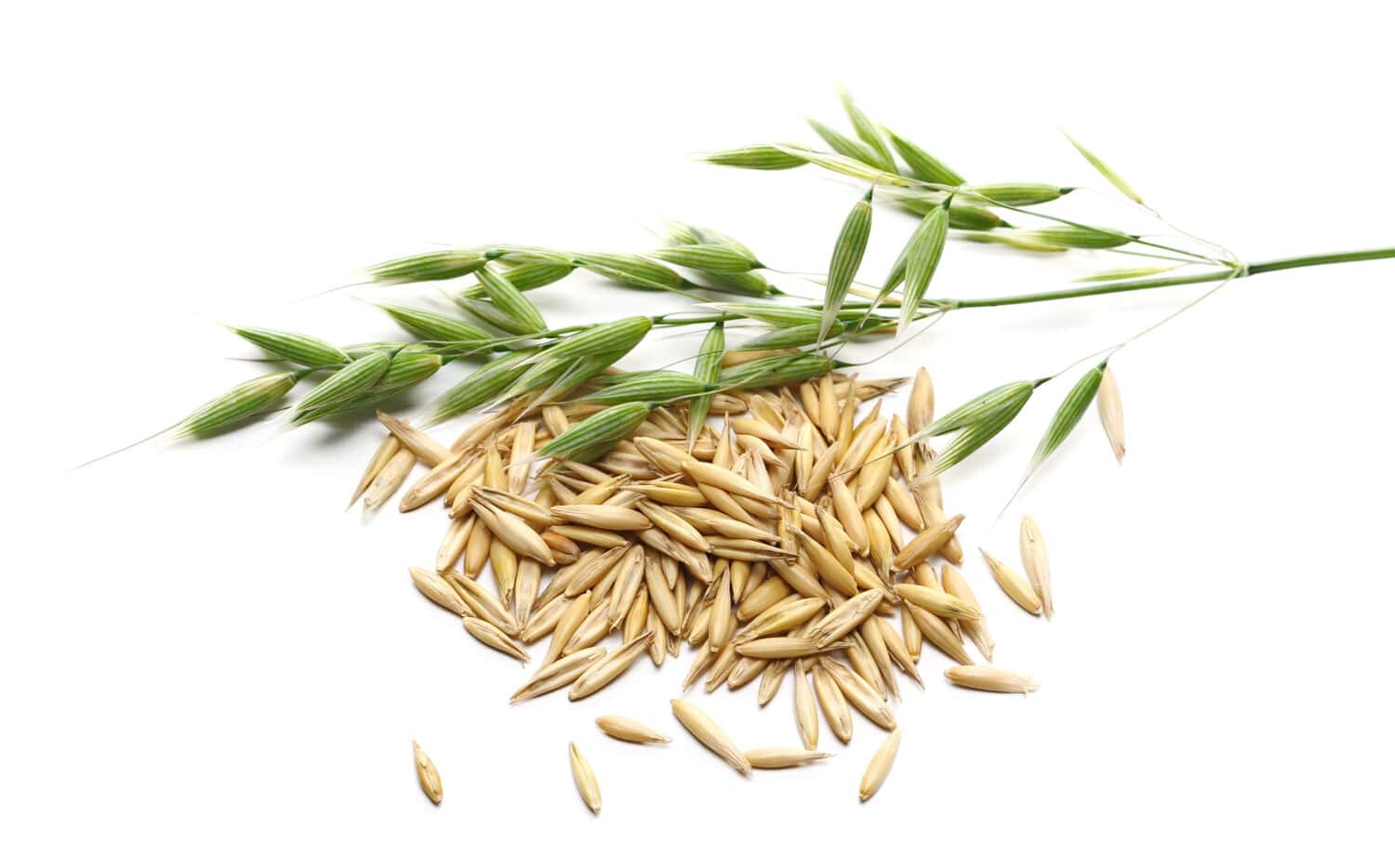 Yellow ripe unpeeled oats and green young oats isolated on white background