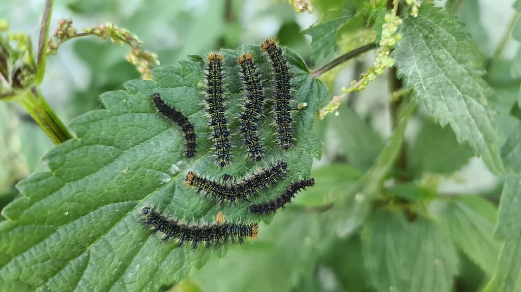 peacock butterfly caterpillar is eating plant