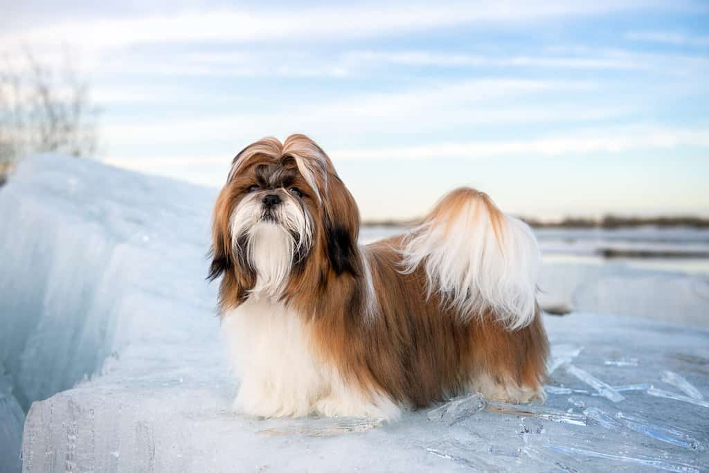 Shih Tzu standing on an ice floe with icicles. Shih Tzu puppy, 9 months old