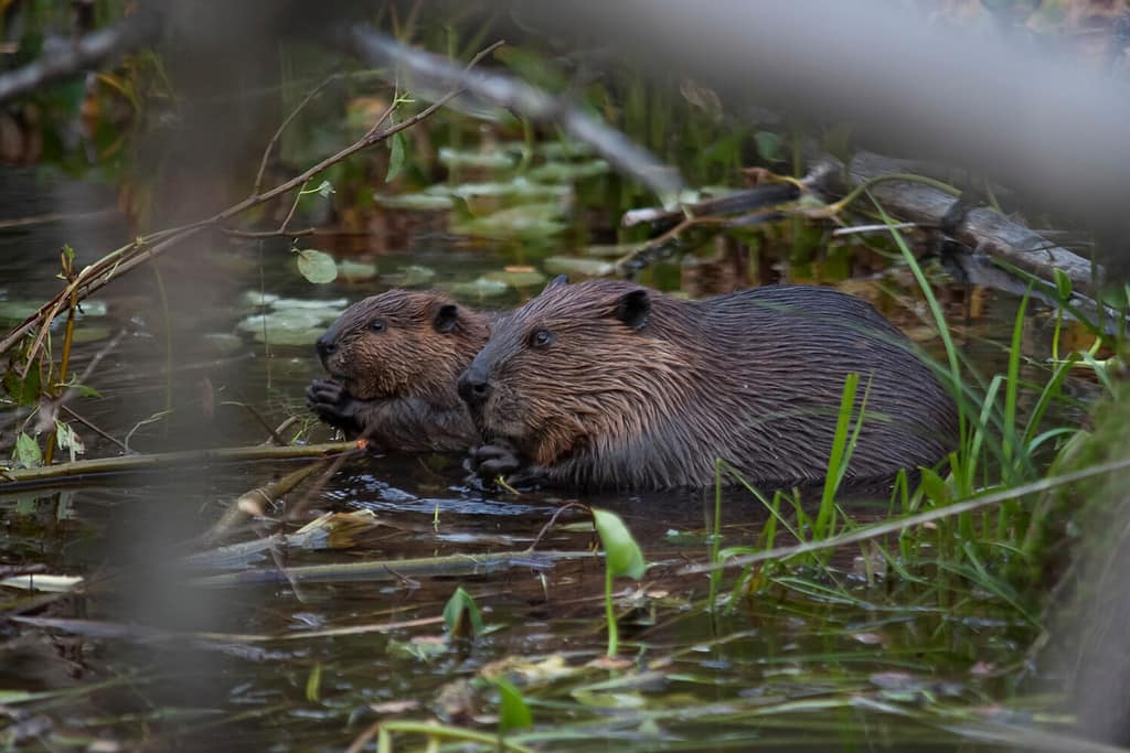 Beaver mother with her puppies.