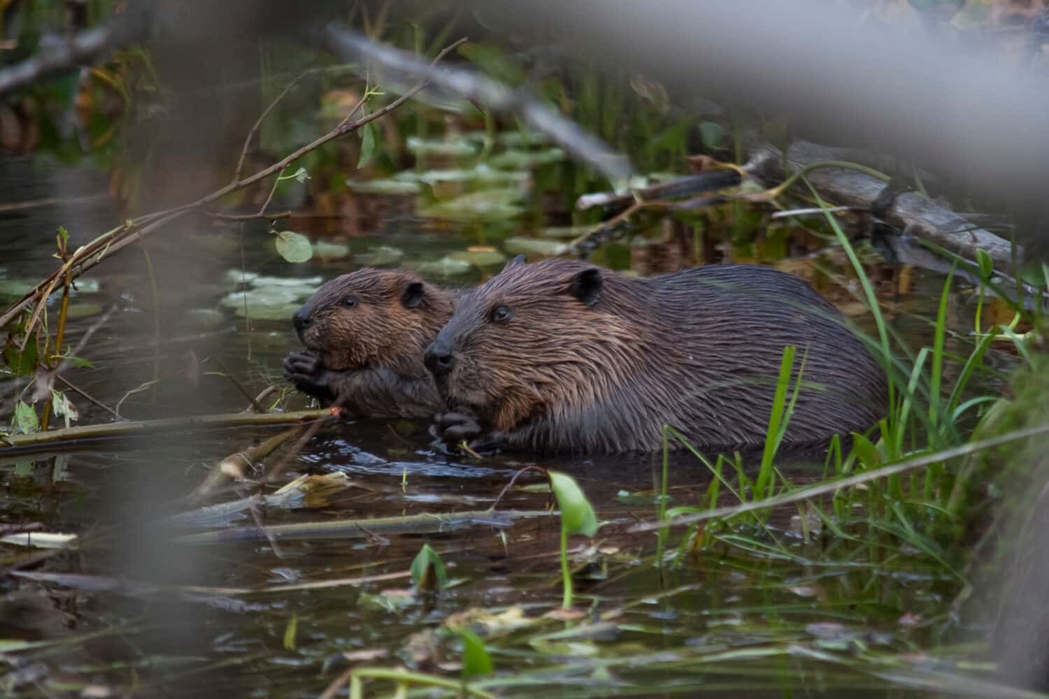 Beaver mother with her babies.