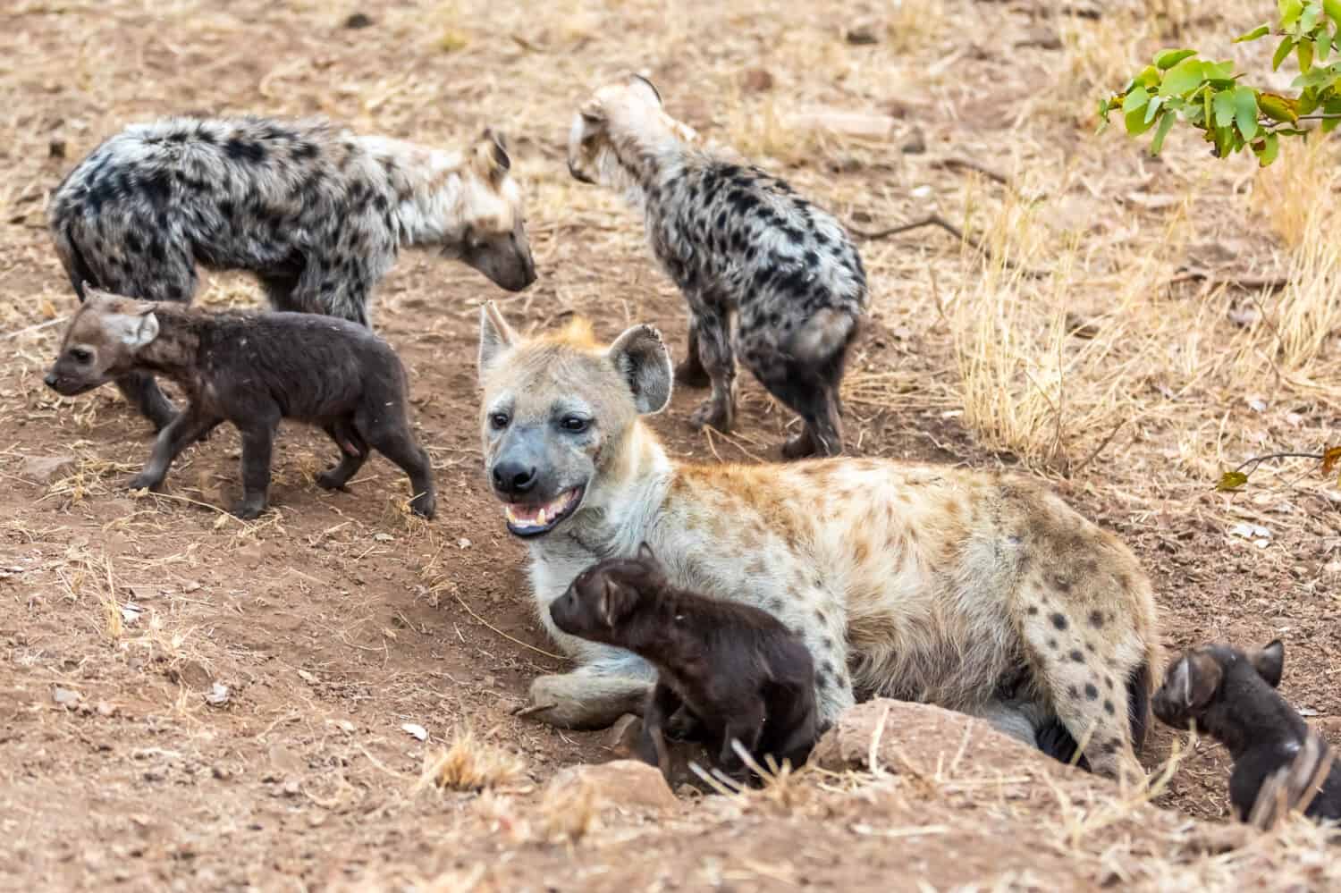 Hyena family in South Africa. Mother and Babys hyenas.