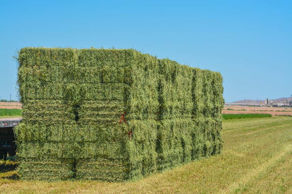 Alfalfa Hay, grown, Baled, ready to be shipped to feed stores. Goodyear, Maricopa County, Arizona USA