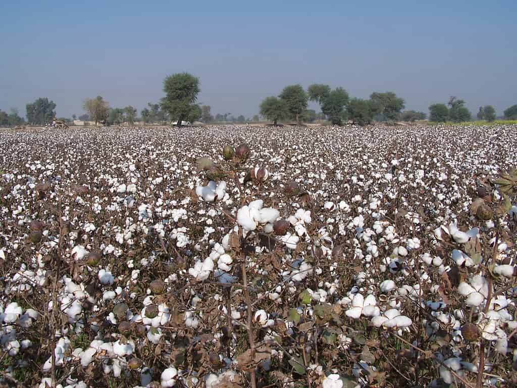 cotton fields and white flowers of cottonfield rich crop in Asia