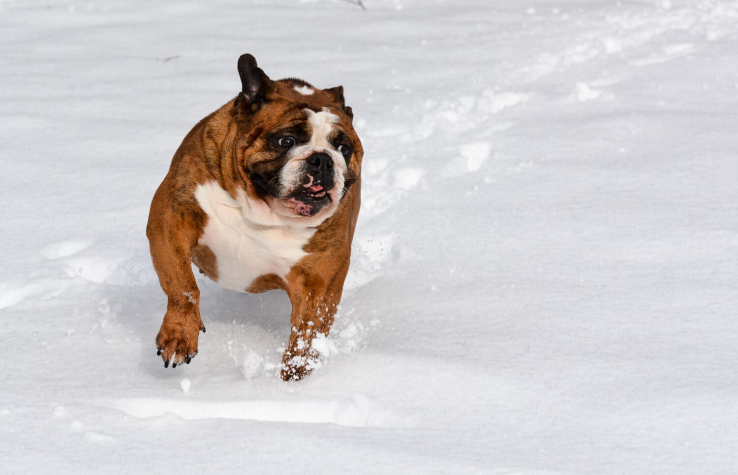 dog in the snow - english bulldog running in the snow