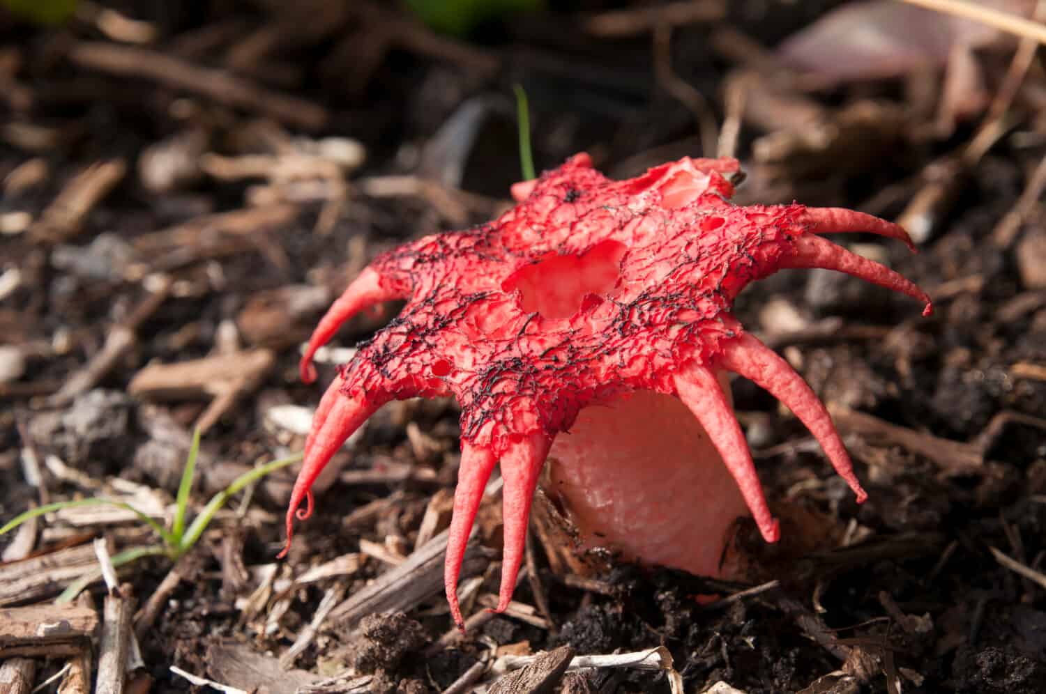 Sydney Australia, red coloured aseroe rubra or starfish fungus is a member of the stinkhorn family
