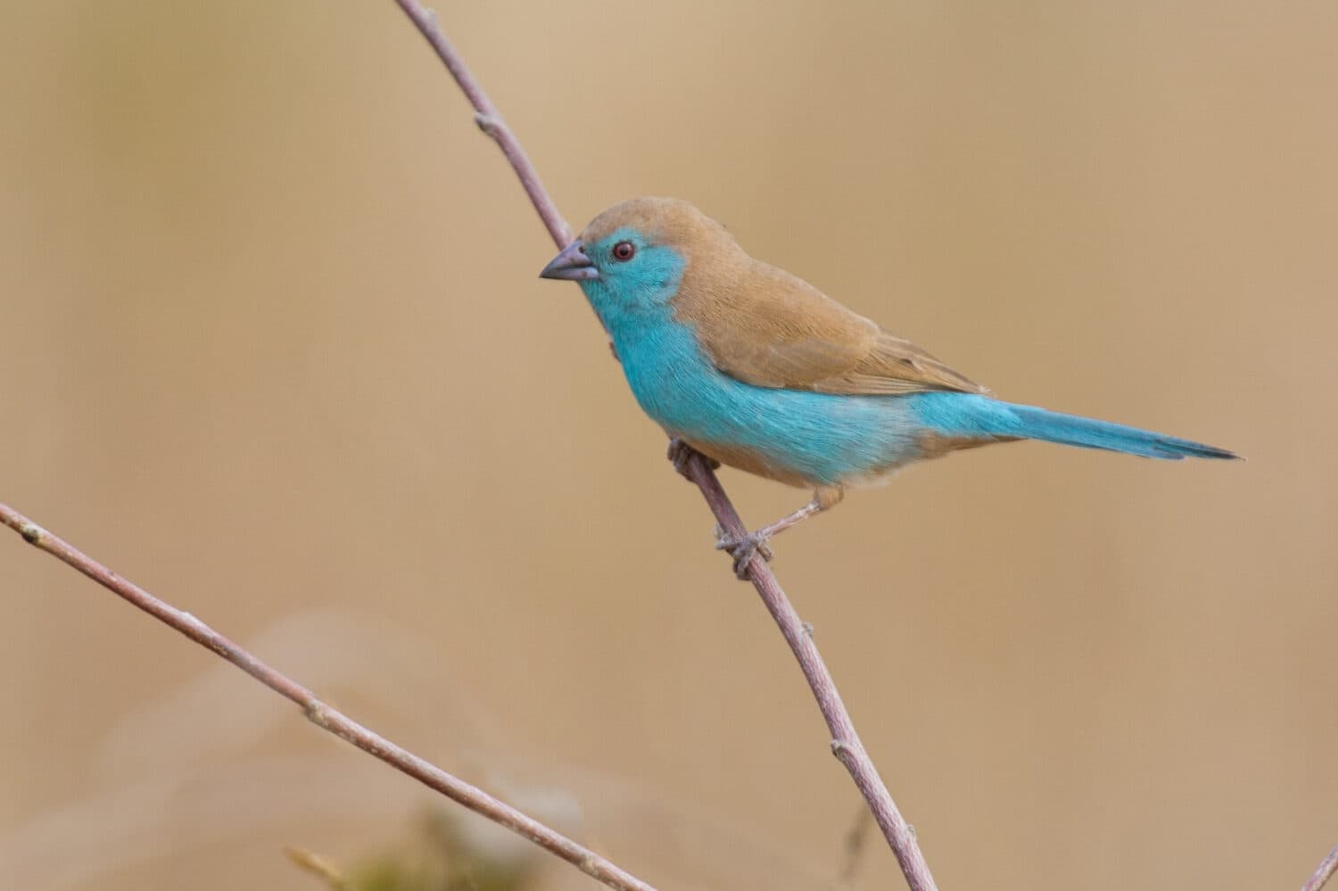 Beautiful blue waxbill sit on a thin branch close-up with lovely background