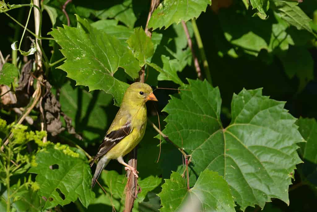 American Goldfinch bird gathering nesting material