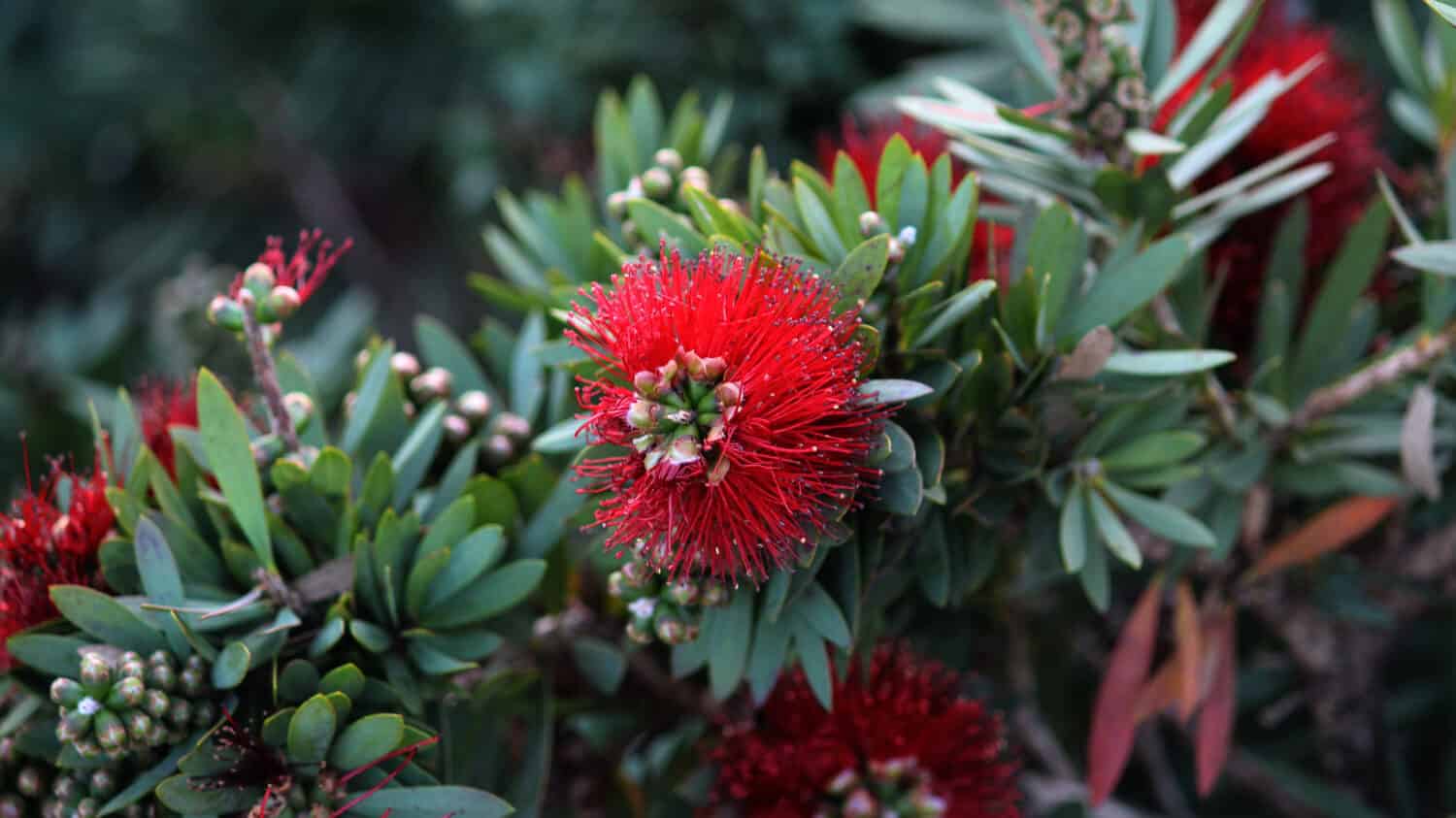 Red Dwarf Bottlebrush hedging plant. Callistemon citrinus