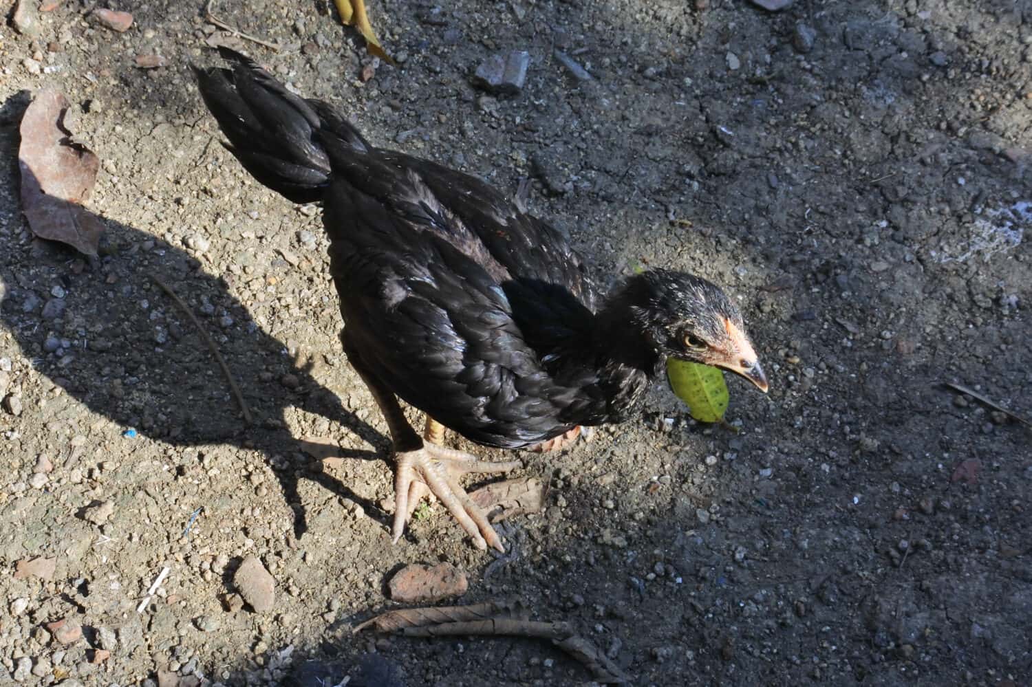 A top view of black Shamo chicken in farmland; Black chicken breeds