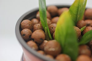What is LECA? And How to Use it For Your Houseplant Picture