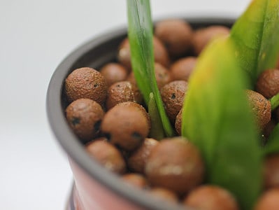 A What is LECA? And How to Use it For Your Houseplant