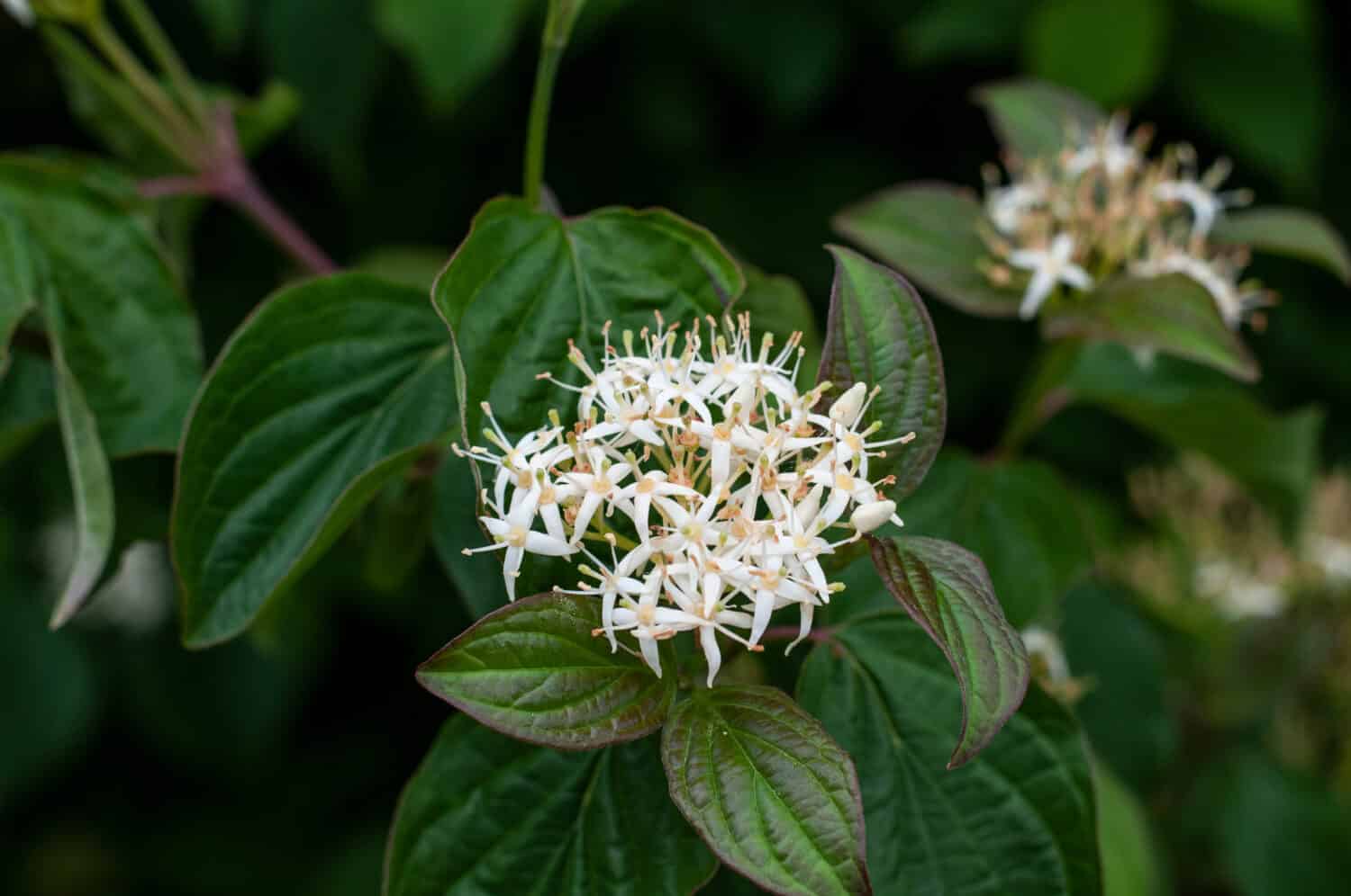 inflorescence of a roughleaf dogwood, cornus drummondii, with tiny white flowers