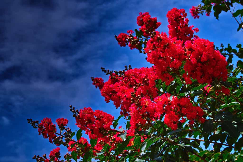 Bright Red Flower Clusters of Crape Myrtle against the Late-summer Sky