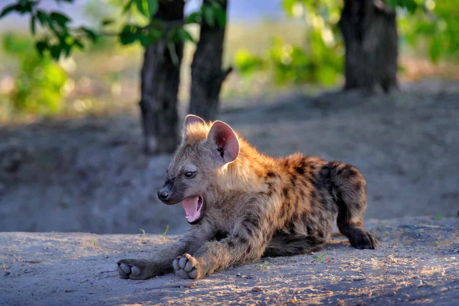 Spotted hyena, Crocuta crocuta