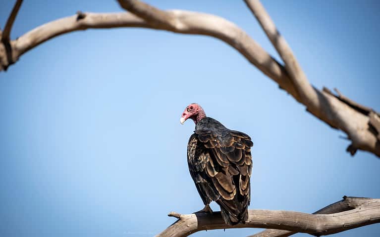 Turkey Vulture Sitting on Branch