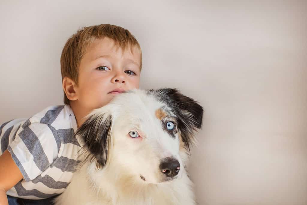 Toddler boy holding australian shepherd indoor. Best friends consept.