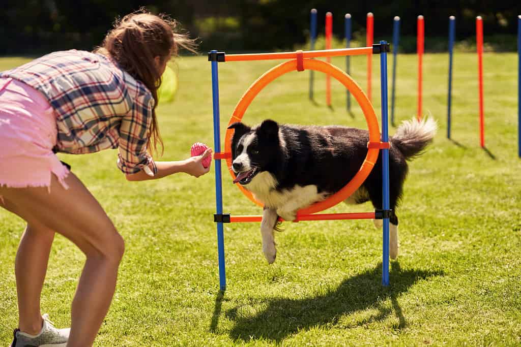 diy dog agility equipment
