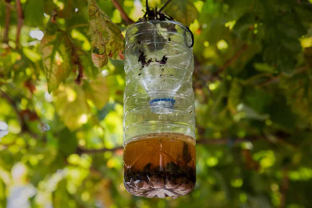 Detail of traps to catch Asian wasps, with honey and wine.