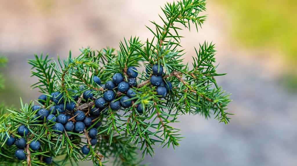 CLoseup Common Juniper branch with fresh blue berries