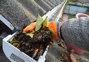 10 Annoying Pests That Thrive in Your Clogged Gutters Picture