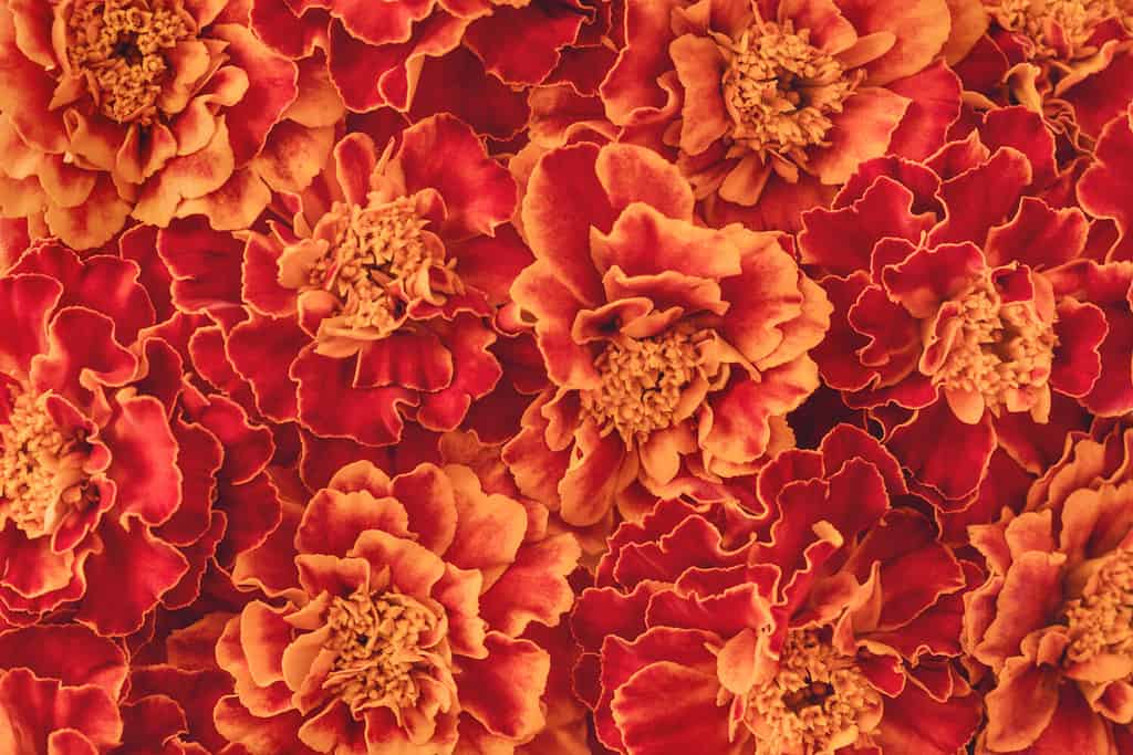 Beautiful bright orange and dark red blooming marigold flowers background. Summer or autumn pattern backdrop. Floral greeting card.