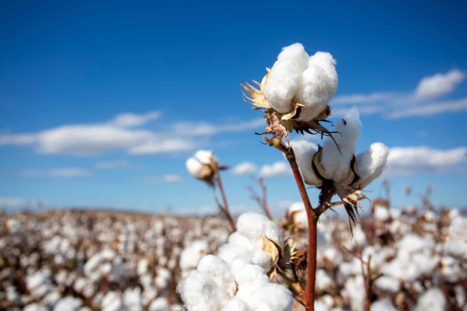 The Top 10 Cotton-Producing Countries in the World - A-Z Animals