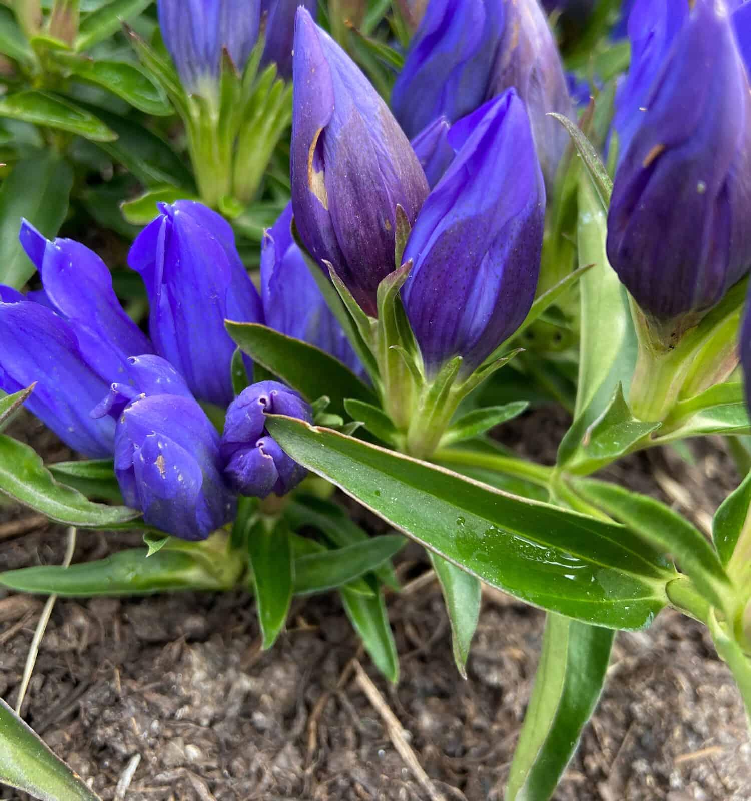 Gentiana ‘True Blue’ blue perennial blooms in fall