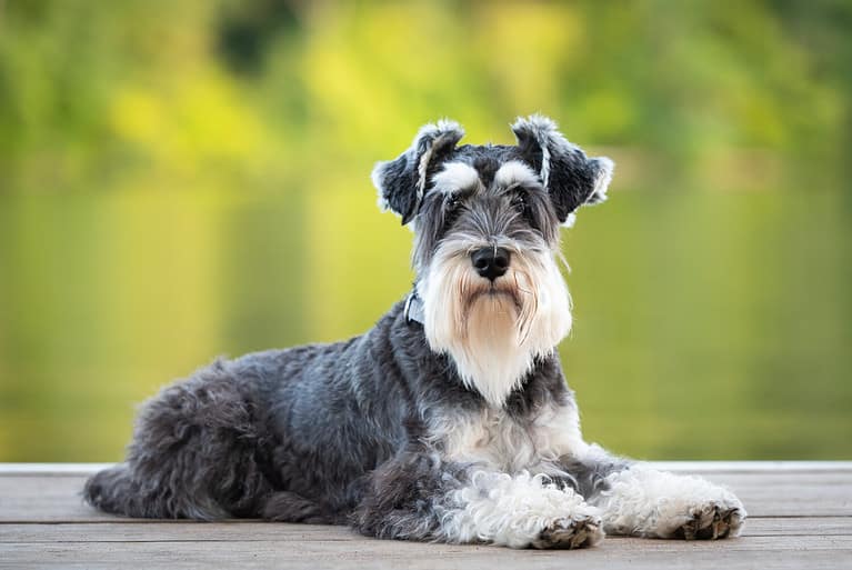 Dog laying on pier of river, green background. Mini schnauzer pup, salt and pepper; black and white obedient dog. He has a long beard and striking eyebrows.