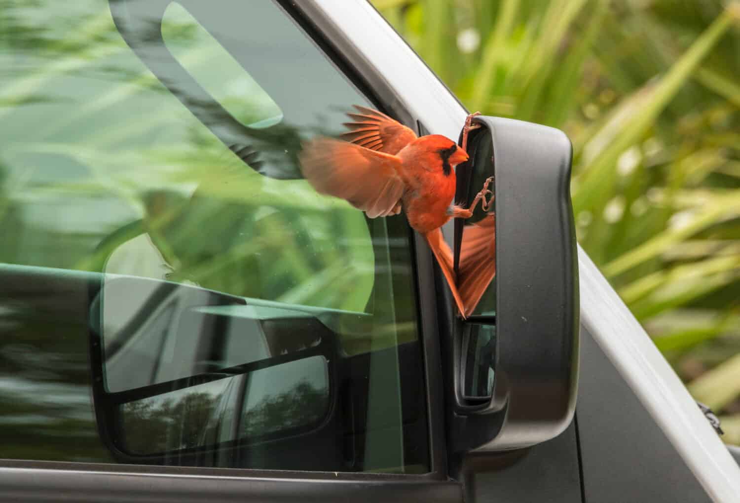 USA, Florida, Merritt Island National Wildlife Refuge. Cardinal attacking its reflection in car mirror.