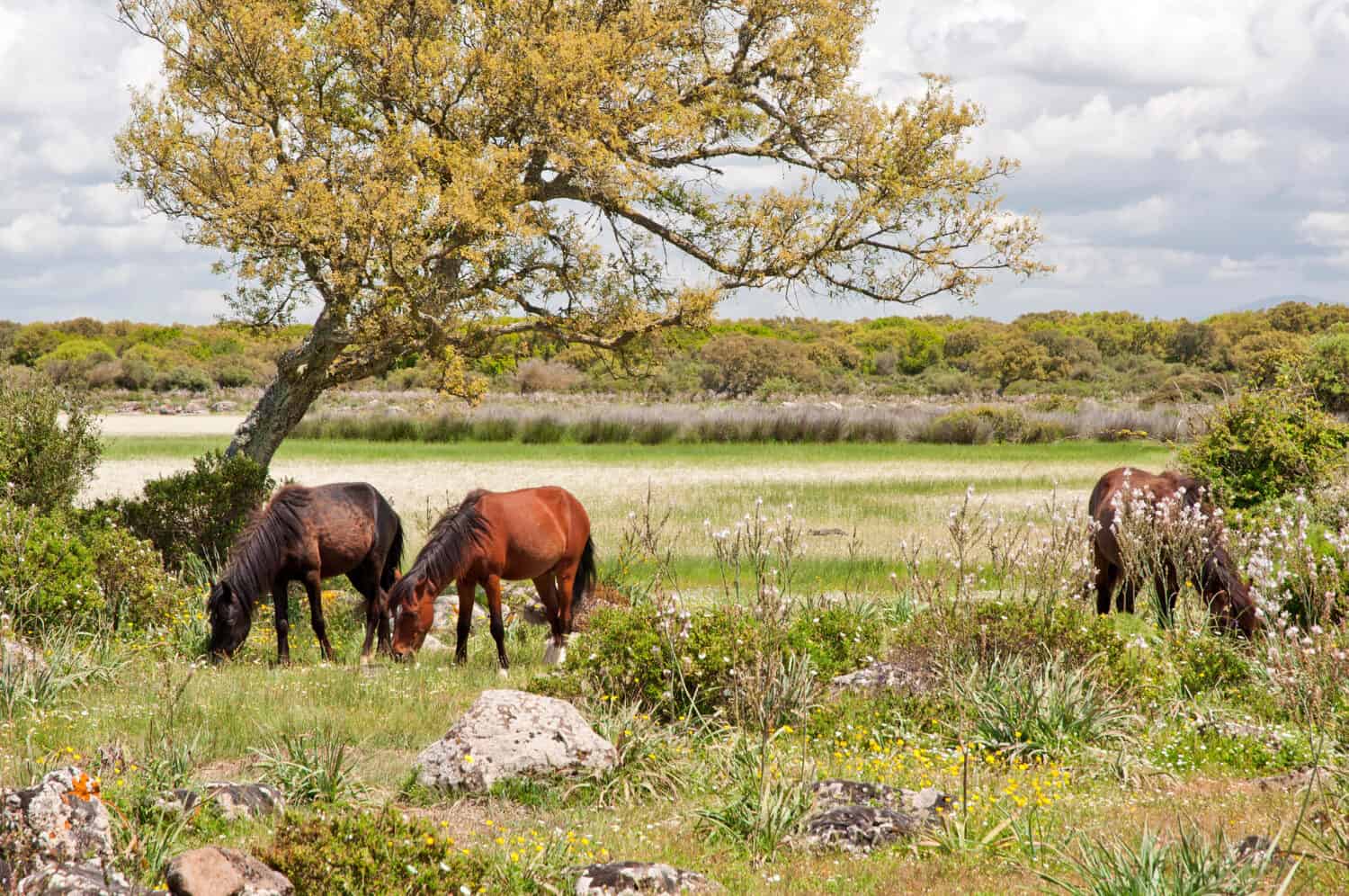 Cavallino della Giara, Equus caballus giarae, Giara's horse, wild horses, Giara basaltic upland, Medio Campidano, Sardinia, Italy