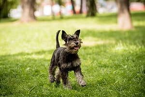 Miniature Schnauzer Lifespan: Average Life Expectancy and More! Picture