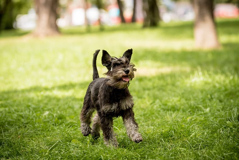 Portrait of cute miniature schnauzer at the park.
