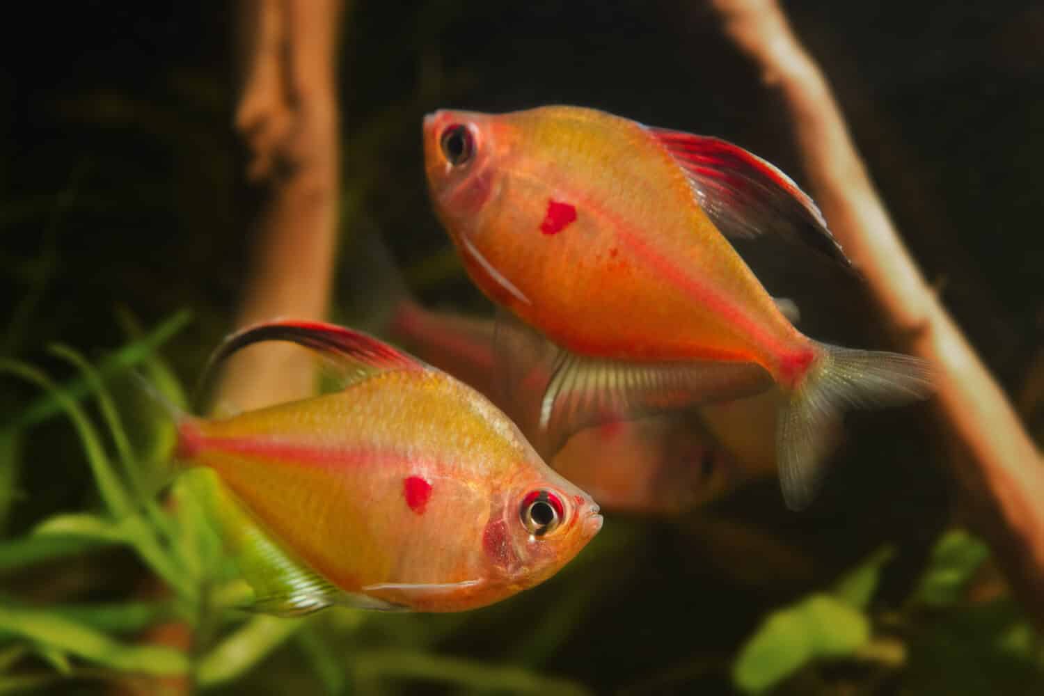 ritual fight for female and games of of bleeding heart tetra adult males, fantastic blackwater characin fish behaviour in blackwater biotope design, Rio Negro basin endemic species