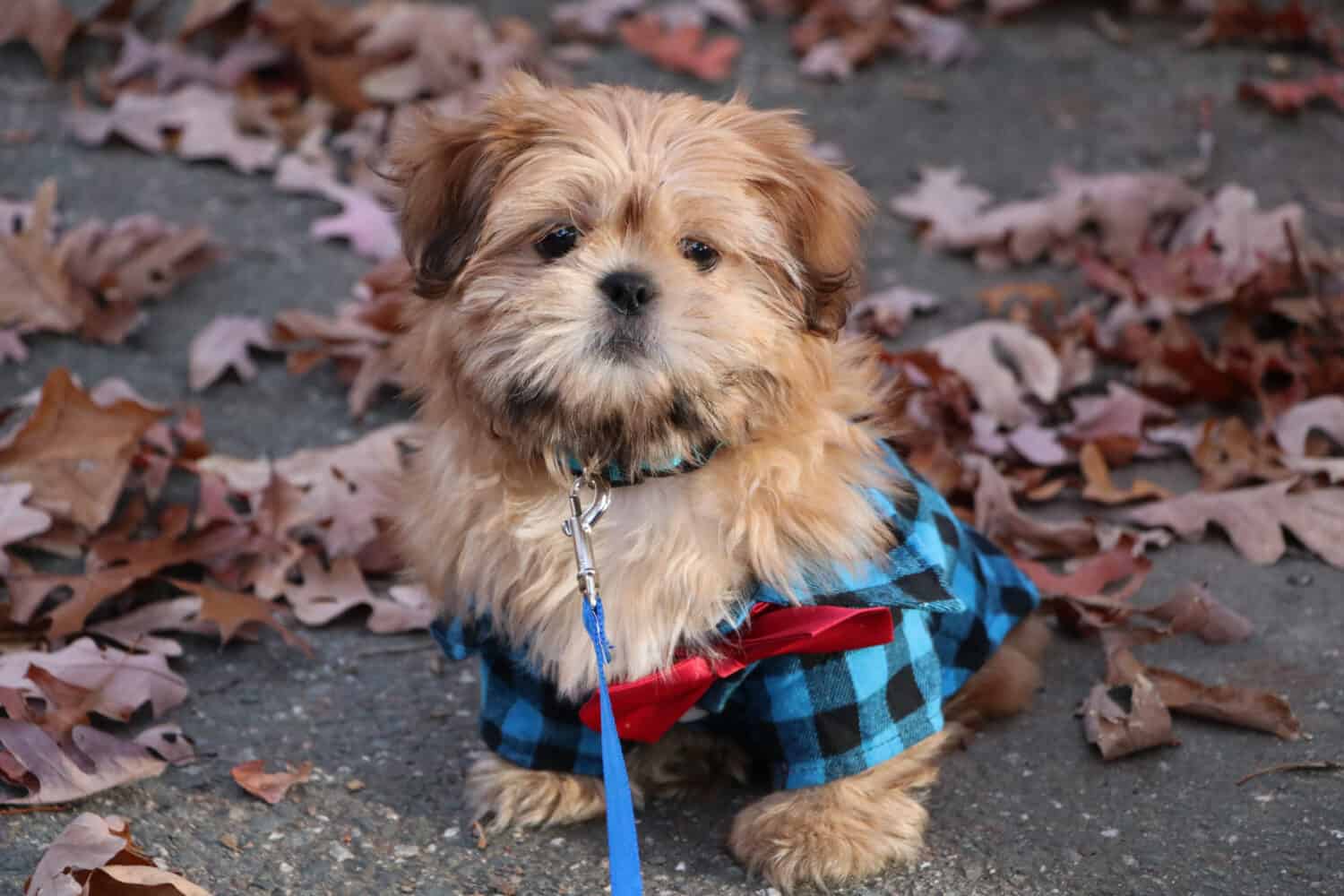 A Cute Shih Tzu Puppy