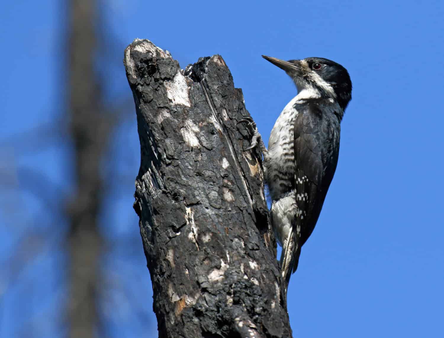 Adult Black-backed Woodpecker (Picoides arcticus) in Alaska, United States.