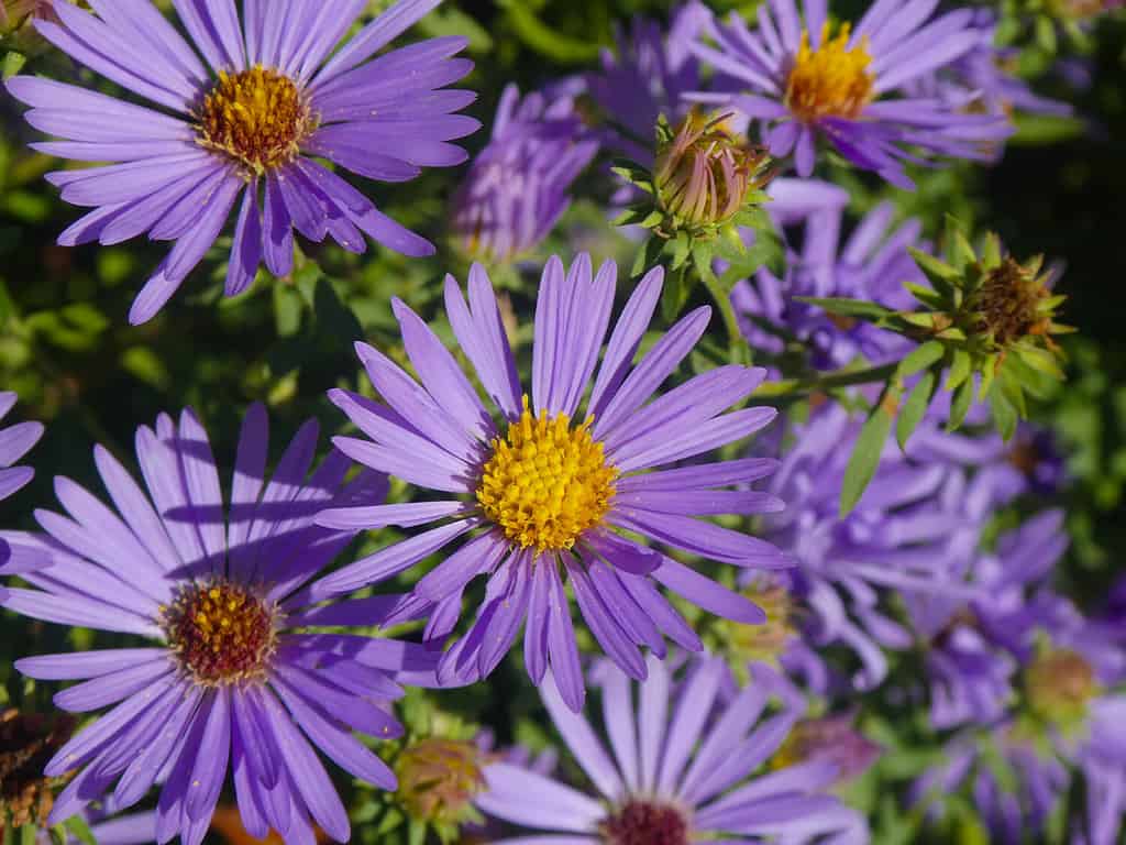 Closeup of the beautiful purple flowers from an Aromatic Aster (Symphyotrichum oblongifolium) perennial
