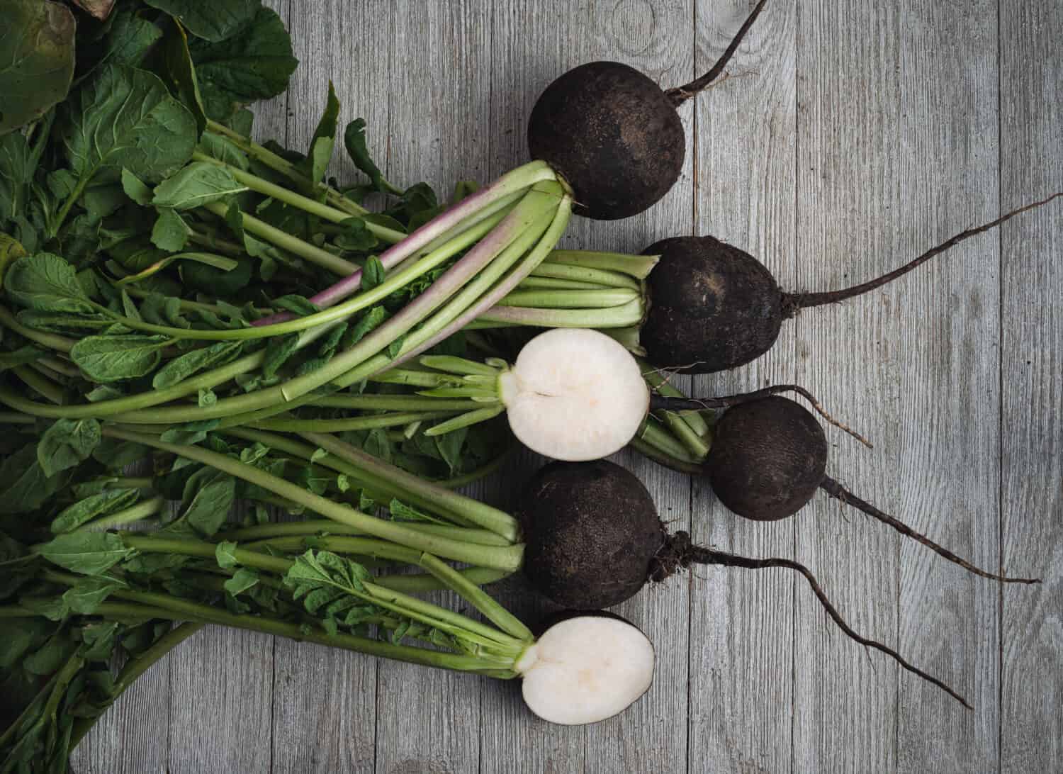 Bunch of black radish on a wooden table.