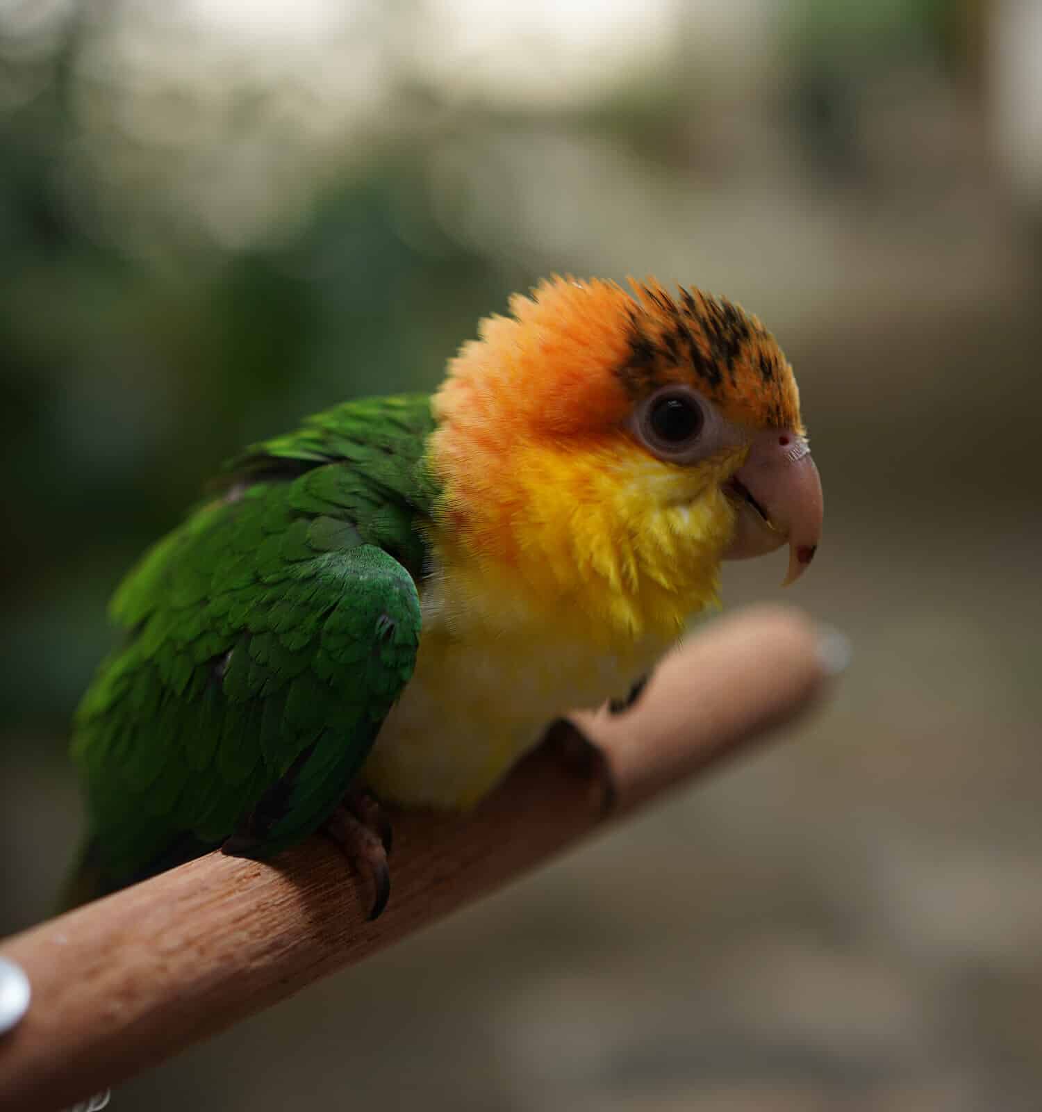 Parrot - Caique, Blue Green Cheek, and Yellow-sided dilute Green Cheek