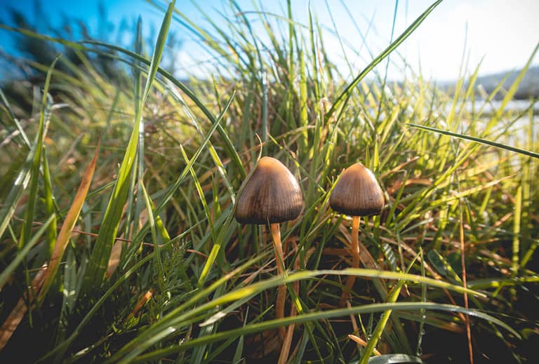 A liberty cap mushroom (Psilocybe semilanceata), known for its hallucinogenic properties, grows in a grassy field in southwest Ireland
