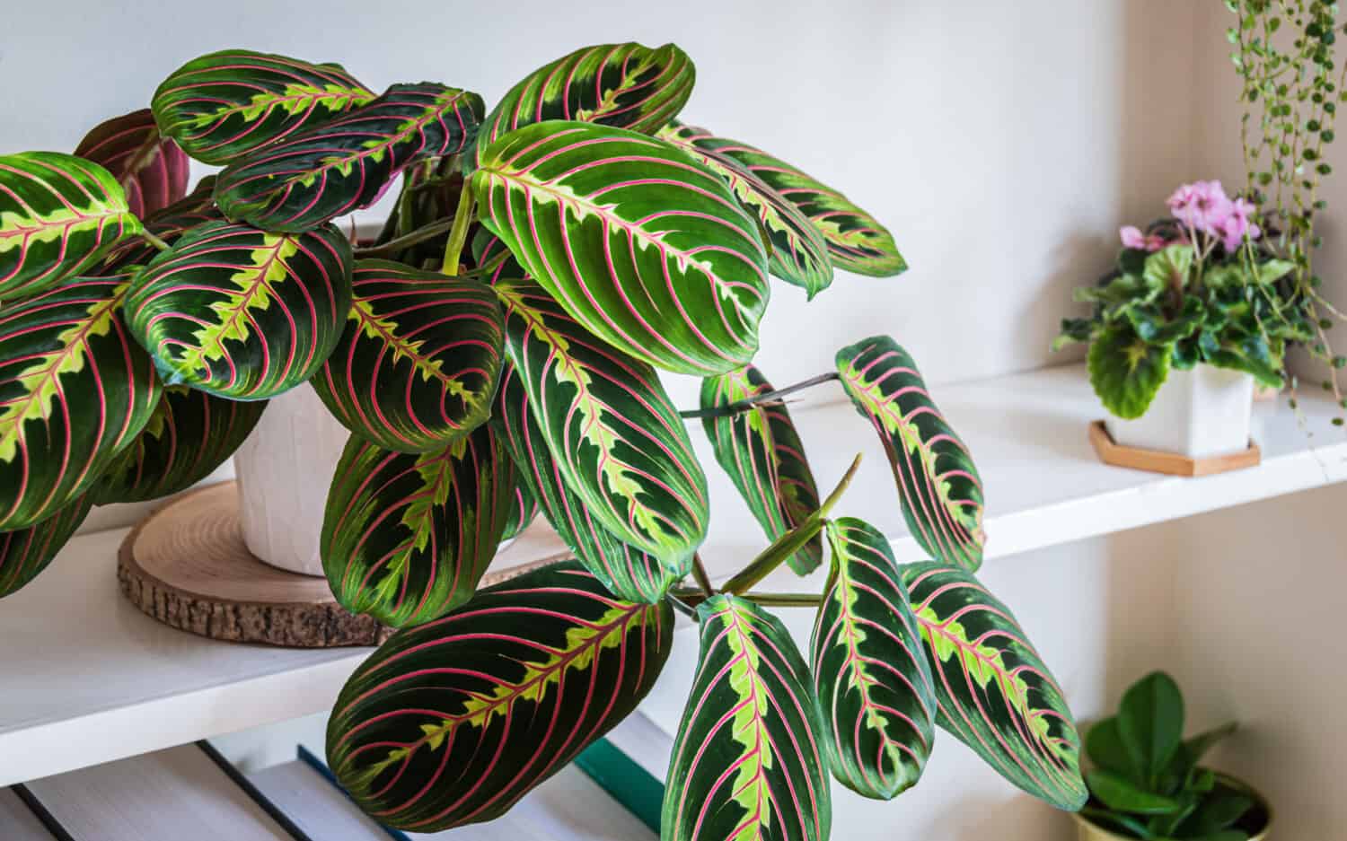 Maranta leuconeura var. erythroneura aka herringbone plant on a shelf in a modern apartment.