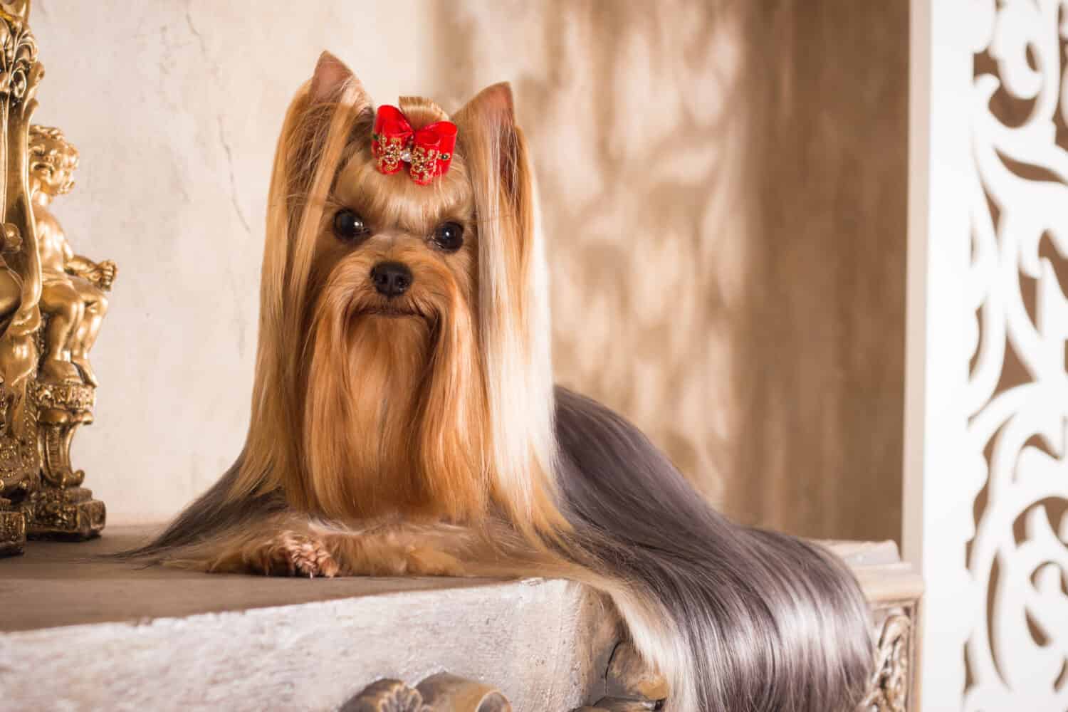 small dog with well-groomed Yorkshire terrier coat in brown interior. Red papillote. Long wool. long hair.