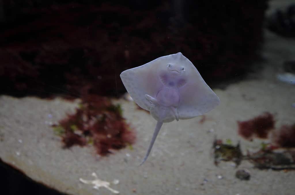 Pretty in Pink Baby Stingray