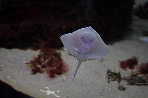 Baby Stingray: 10 Pictures and 10 Amazing Facts Picture