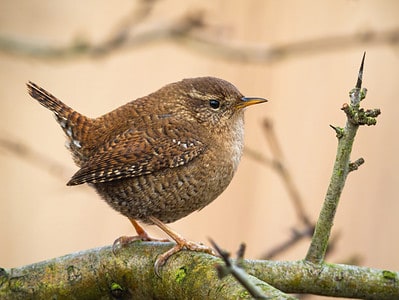 A The Top 8 Smallest Birds In England