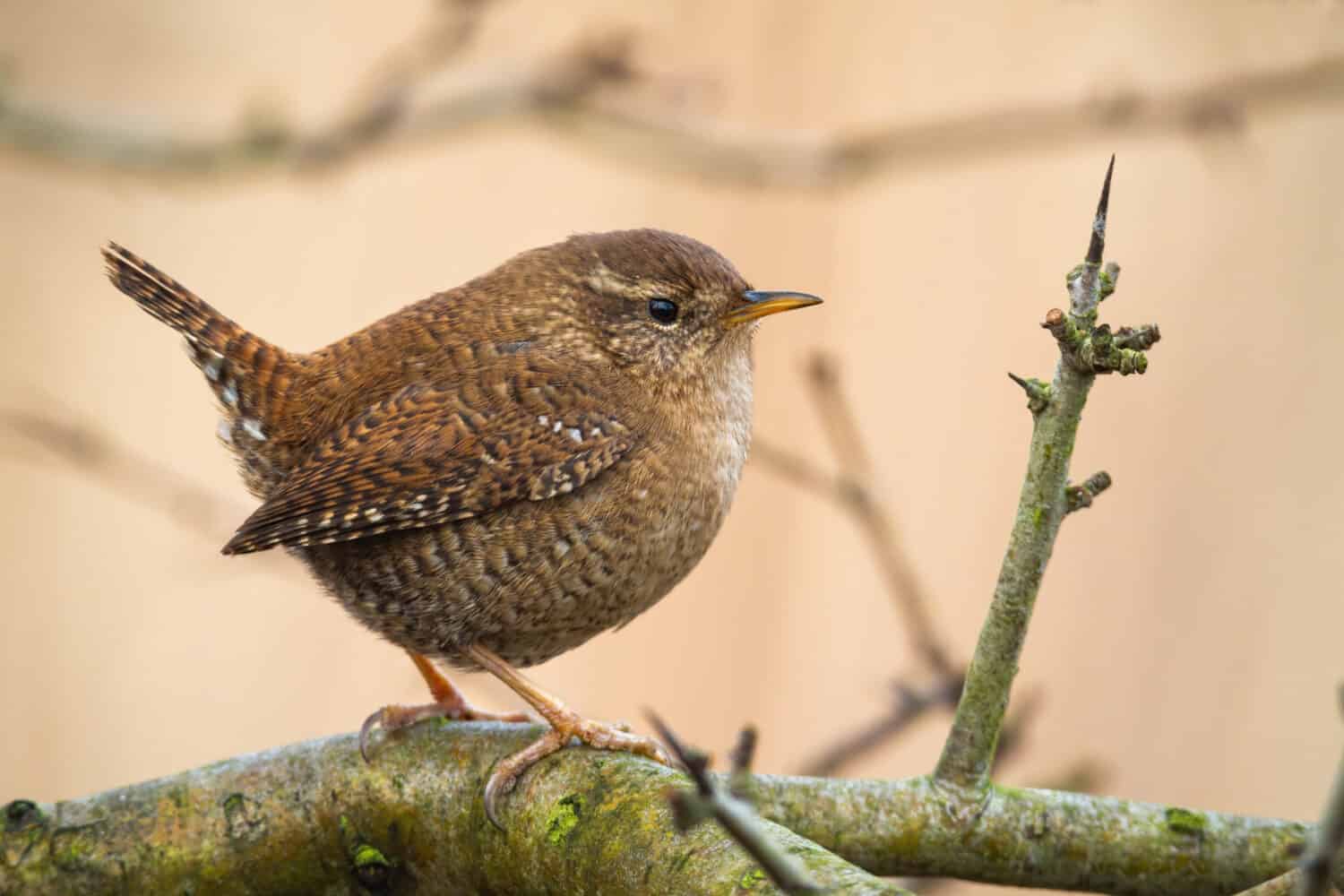 Adorable eurasian wren, troglodytes troglodyte, resting on the tree in spring. Tiny european songbird on branch. Little animal looking innocent while sitting with erect tail. Concentrated bird on tree