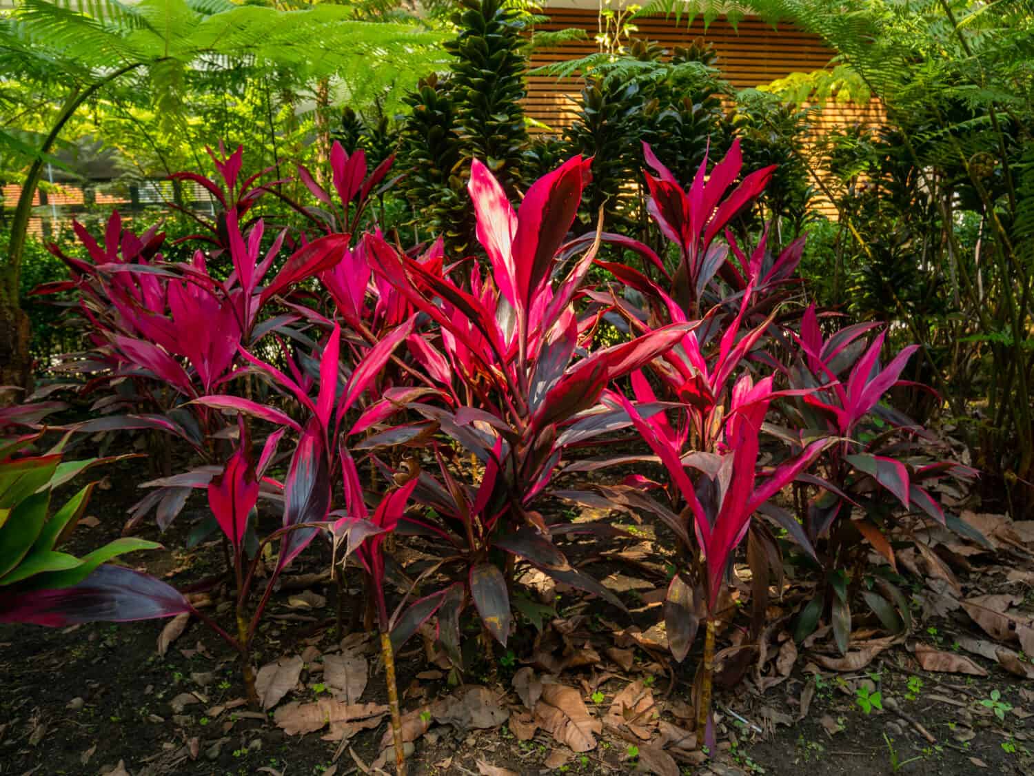 Cordyline Fruticosa, Plant with Pink and Purple Leaves Under the Shade of Some Trees in a Large Garden