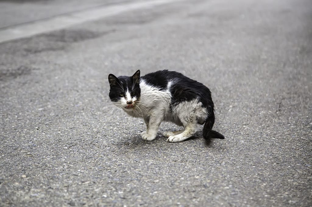 Abandoned street cats, animal abuse, sadness